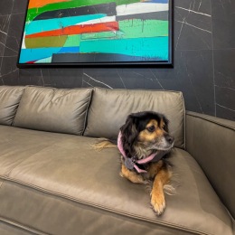 dog on a couch
